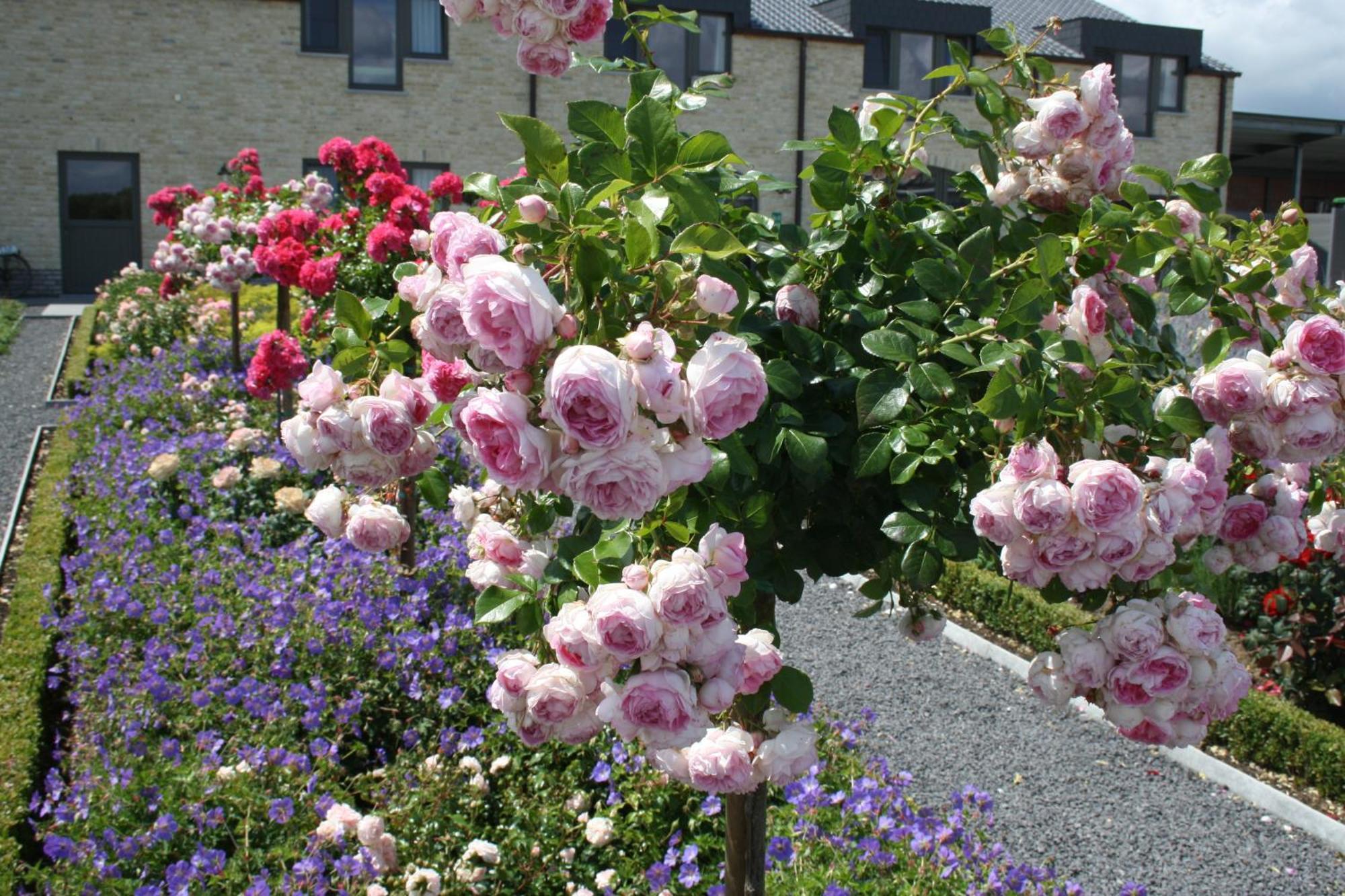 B&B La Vie En Roses Moorsel Extérieur photo